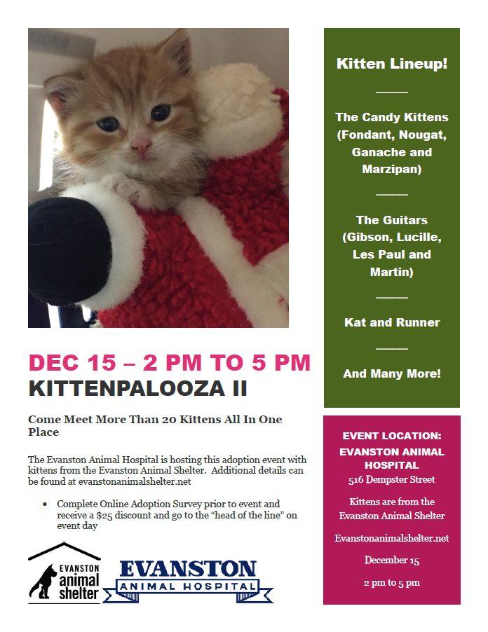 Kittenpalooza II – Evanston Animal Shelter