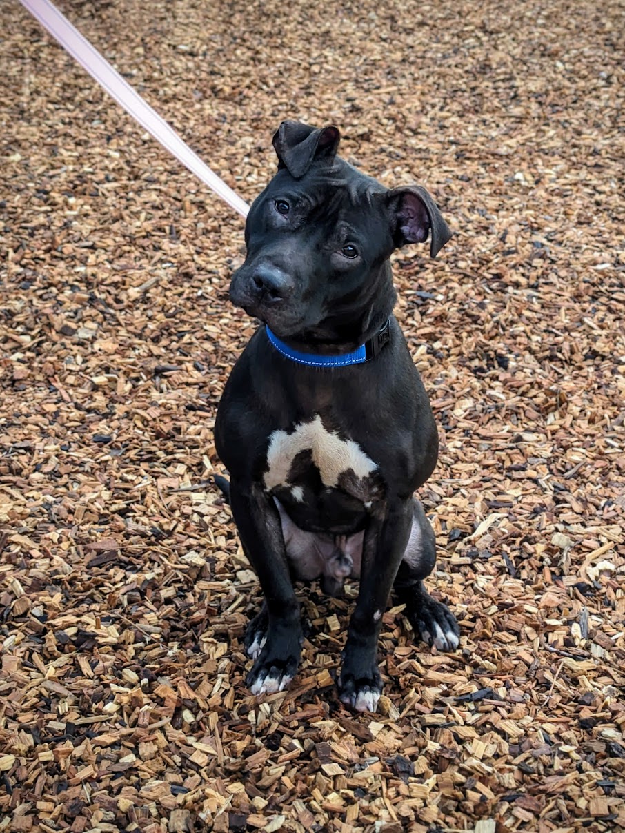 ADOPT A DOG – Evanston Animal Shelter