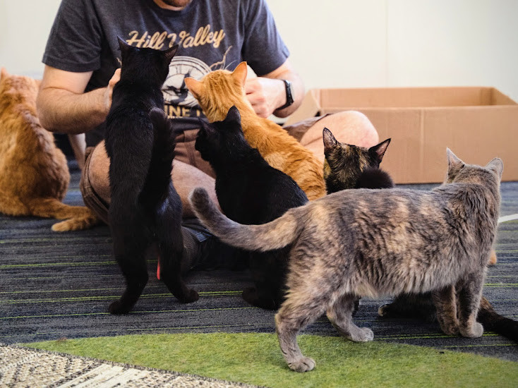 Ice Cream Cats Evanston Animal Shelter