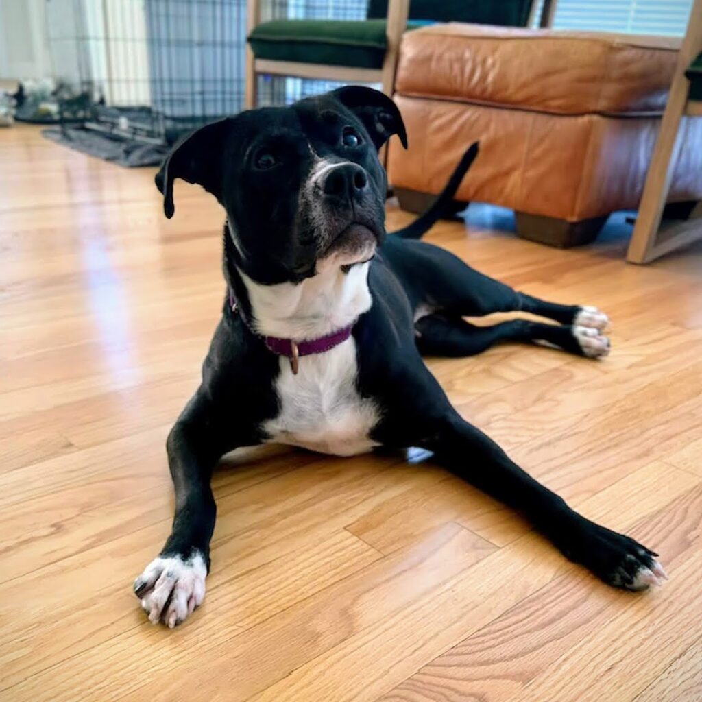 ADOPT A DOG – Evanston Animal Shelter