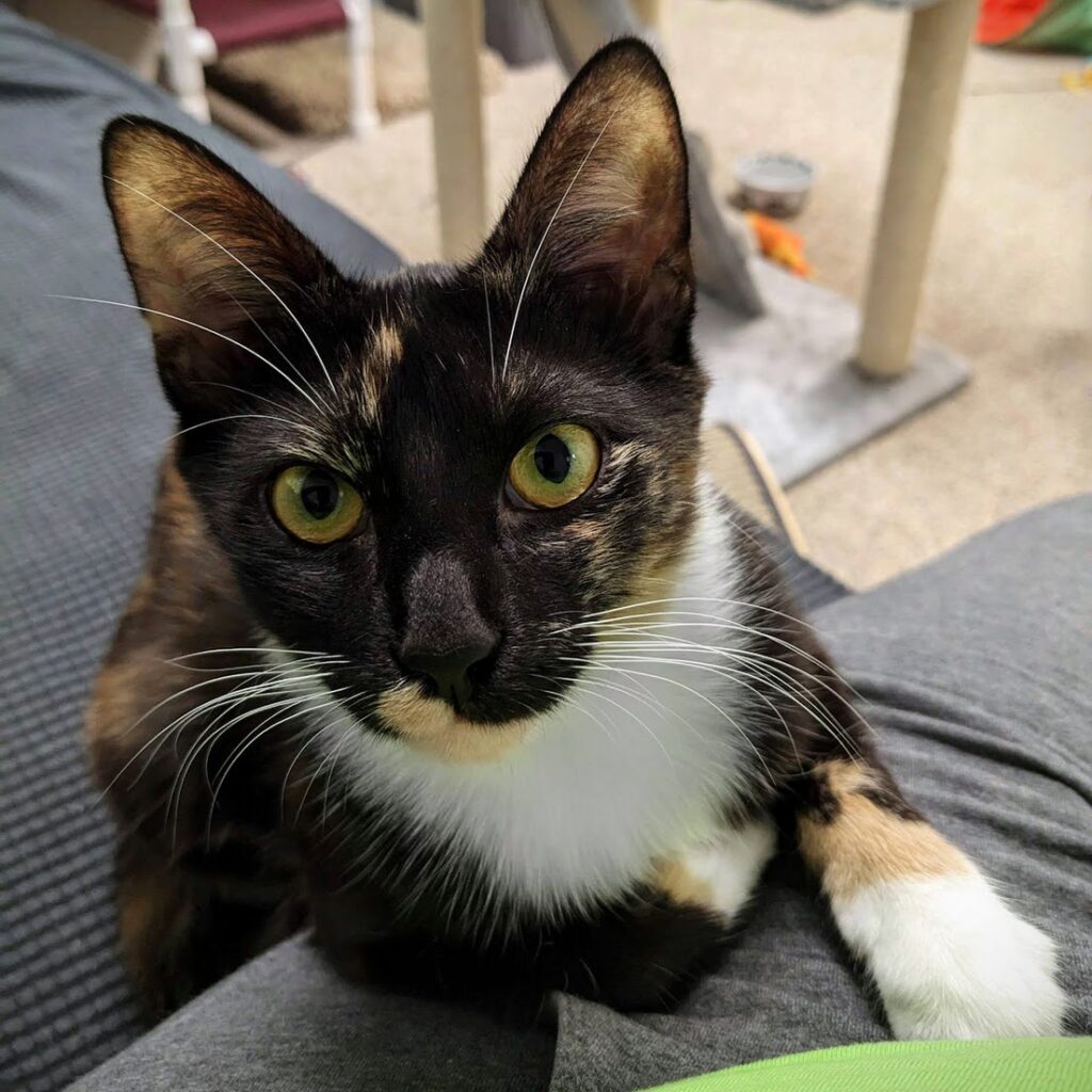 ADOPT A CAT – Evanston Animal Shelter